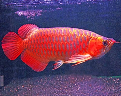 Asian Arowana paint by numbers