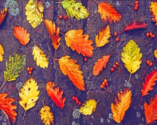 Autumn Leaves paint by numbers