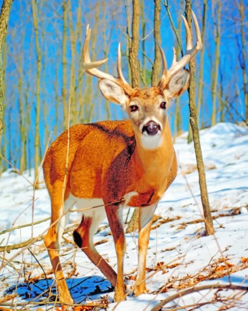 Beautiful Deer paint by numbers