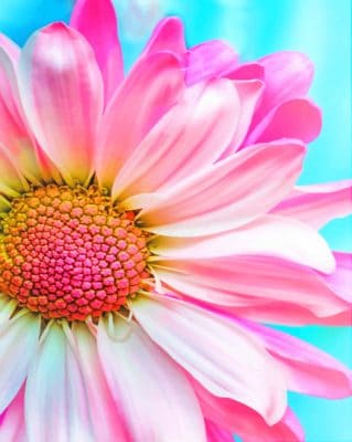 Close Up Pink Flower paint by numbers