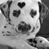 Black And White Dalmatian