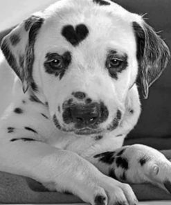 Black And White Dalmatian