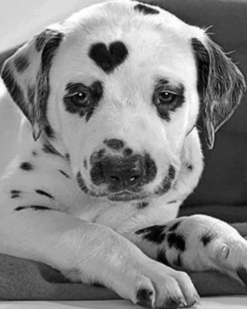 Black And White Dalmatian