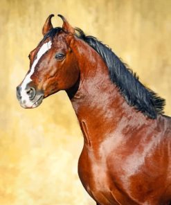 Brown Horse paint By Numbers