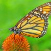 Butterfly On Flower Pollen paint by numbers