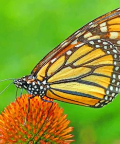 Butterfly On Flower Pollen paint by numbers