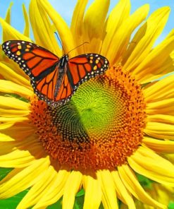 Butterfly Sunflower paint By Numbers