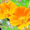 California Poppy paint by numbers