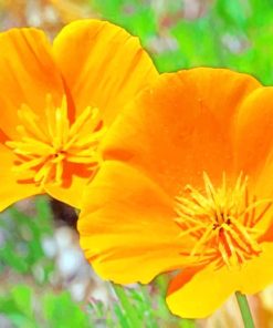 California Poppy paint by numbers