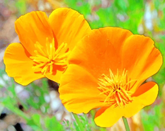 California Poppy paint by numbers