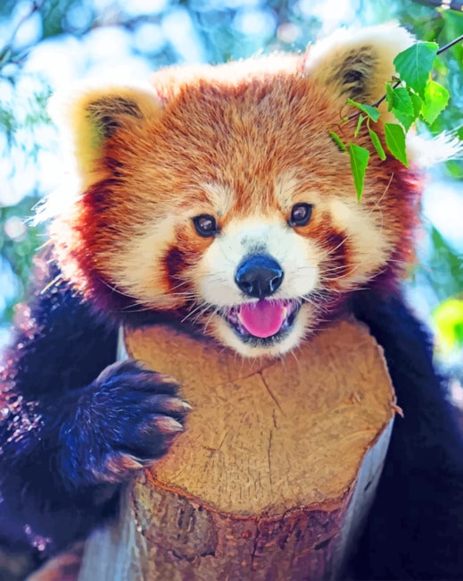 Close Up Red Panda paint by numbers