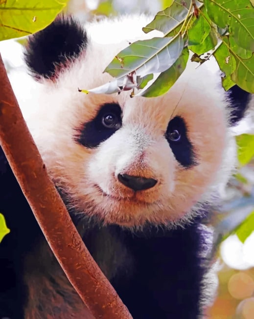 Close Up panda paint By Numbers