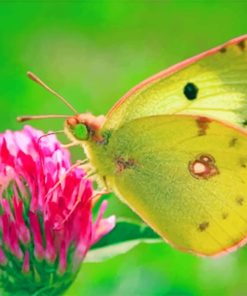 Colias Hyale paint by numbers