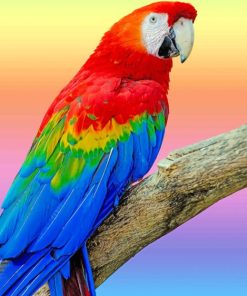 Colorful Parrot paint by numbers