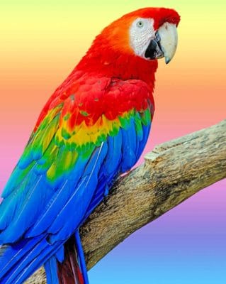 Colorful Parrot paint by numbers