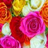 Colorful Roses paint by numbers