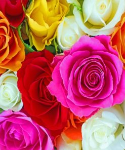 Colorful Roses paint by numbers