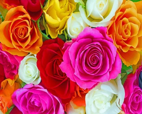 Colorful Roses paint by numbers