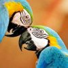 Couple Parrots paint By Numbers