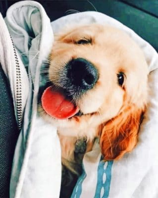Cute Golden Retriever paint by numbers