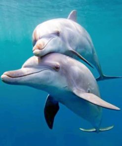 Cute Dolphins paint by numbers