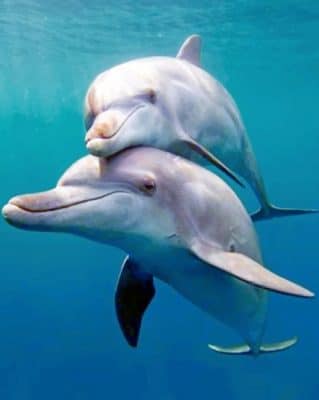 Cute Dolphins paint by numbers