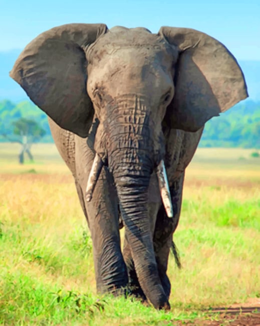 Elephant paint by numbers
