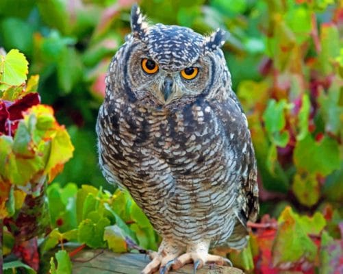 Elf Owl paint by numbers