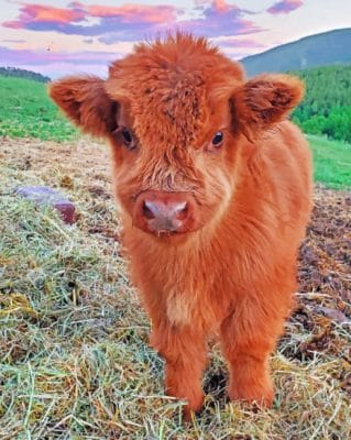 Fluffy Highland Cow paint By Numbers