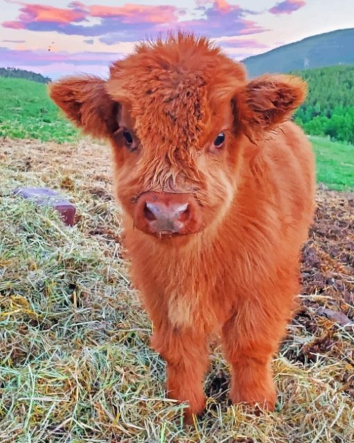 Fluffy Highland Cow paint By Numbers