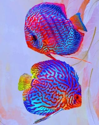 Discus Fishes paint by numbers