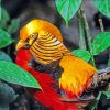 Golden Pheasant paint by numbers