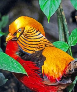 Golden Pheasant paint by numbers