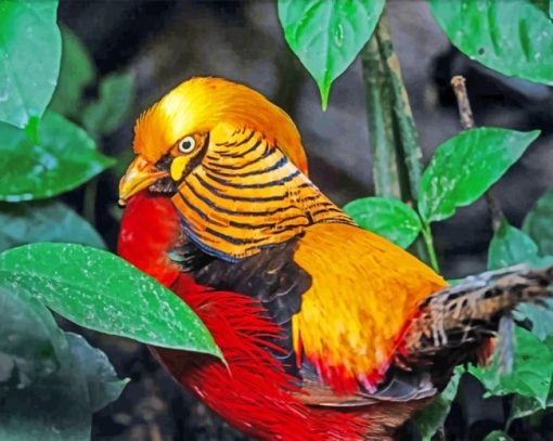 Golden Pheasant paint by numbers