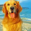 Golden Retriever In Beach paint By numbers