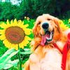 Golden Retriever In Sunflowers Field paint by numbers