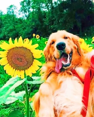 Golden Retriever In Sunflowers Field paint by numbers