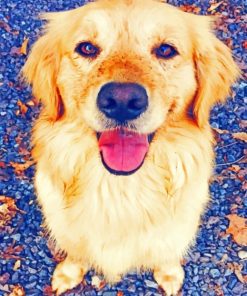 Golden Retriever paint By Numbers