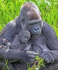 Dad And Cub Gorillas paint by numbers