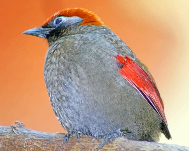 Gray Bird Paint By Numbers