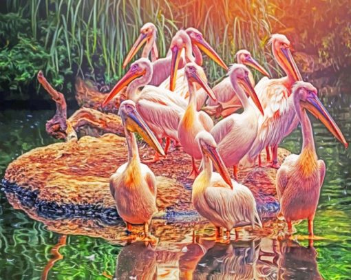 Great White Pelicans paint by numbers