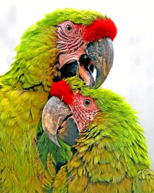 Green Parrots paint By Numbers