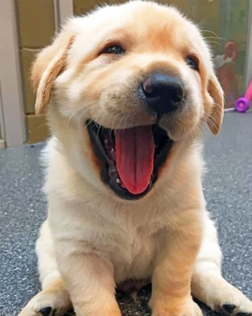 Happy Puppy paint By Numbers