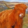 Highland Cow paint by numbers