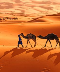 Camels In Sahara paint by numbers