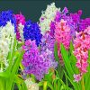 hyacinth Plants paint by number