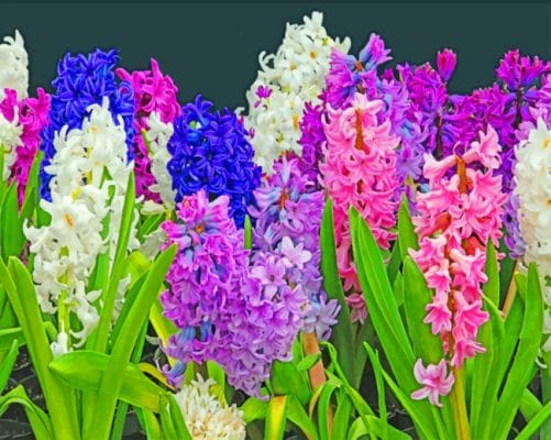 hyacinth Plants paint by number