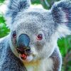 Close Up koala paint By Numbers