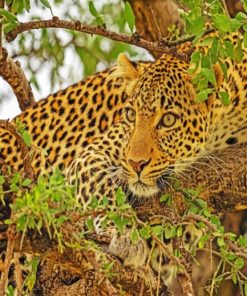 Leopard On Tree paint by numbers