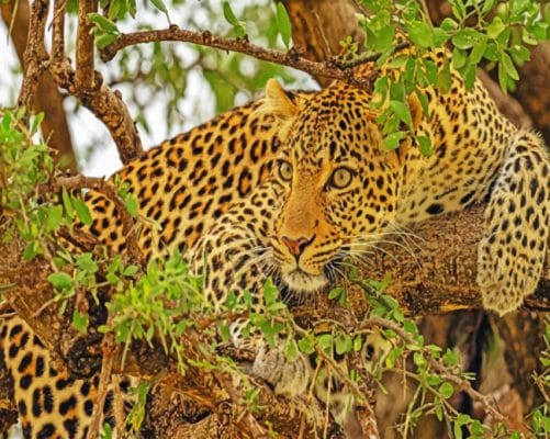 Leopard On Tree paint by numbers